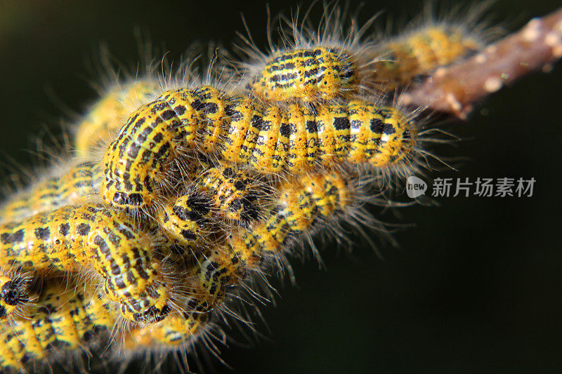 牛角蛾毛虫象(Phalera bucephala)，毛毛虫在花园里